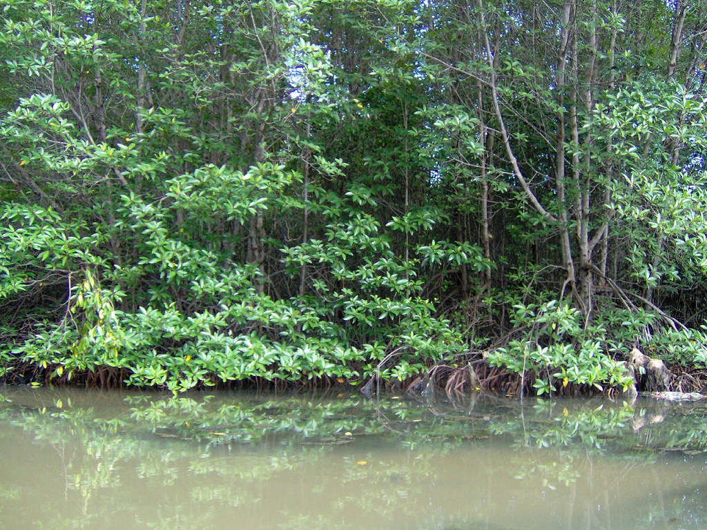 Mangrove forest in Can Gio