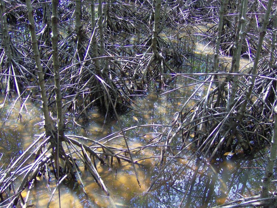 Can Gio mangrove forest near Ho Chi Minh City