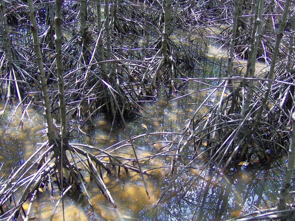 Can Gio mangrove forest near Ho Chi Minh City